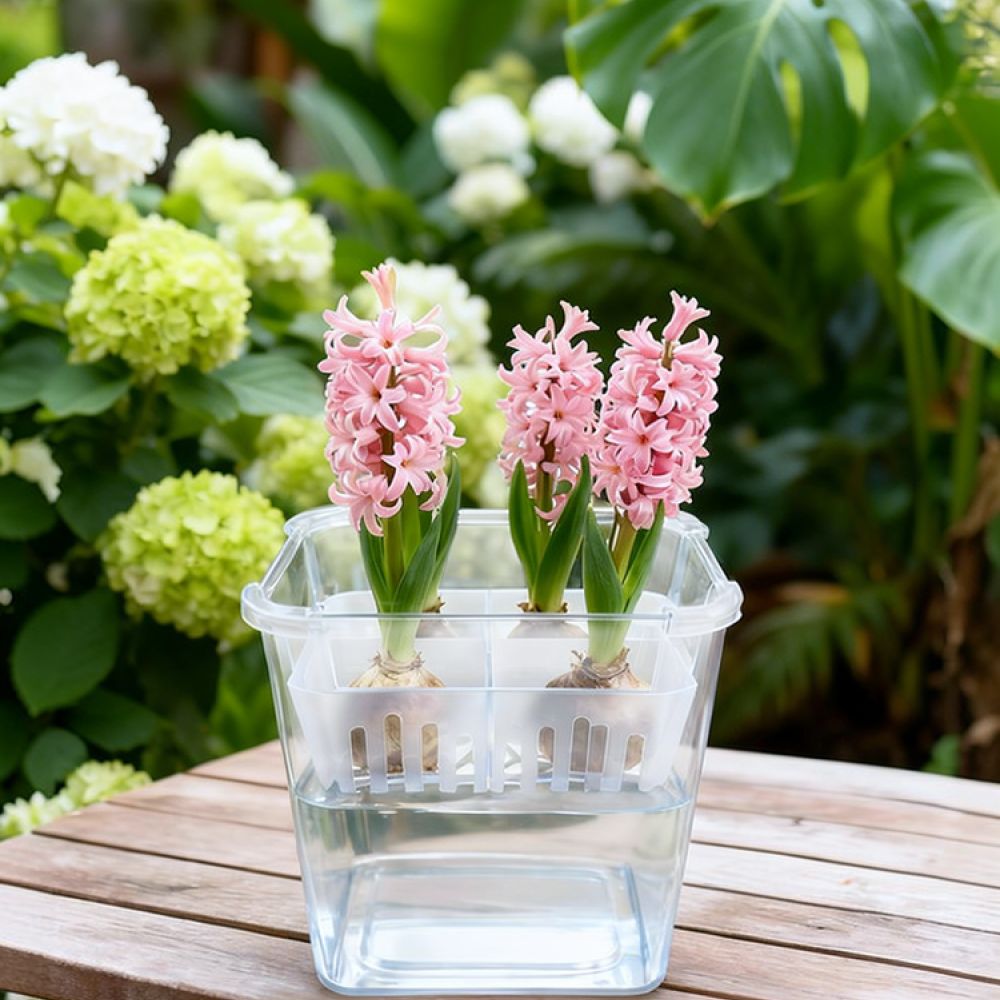 Vase Decor - Hydroponische Vase für Tulpen- und Lilienzwiebeln,